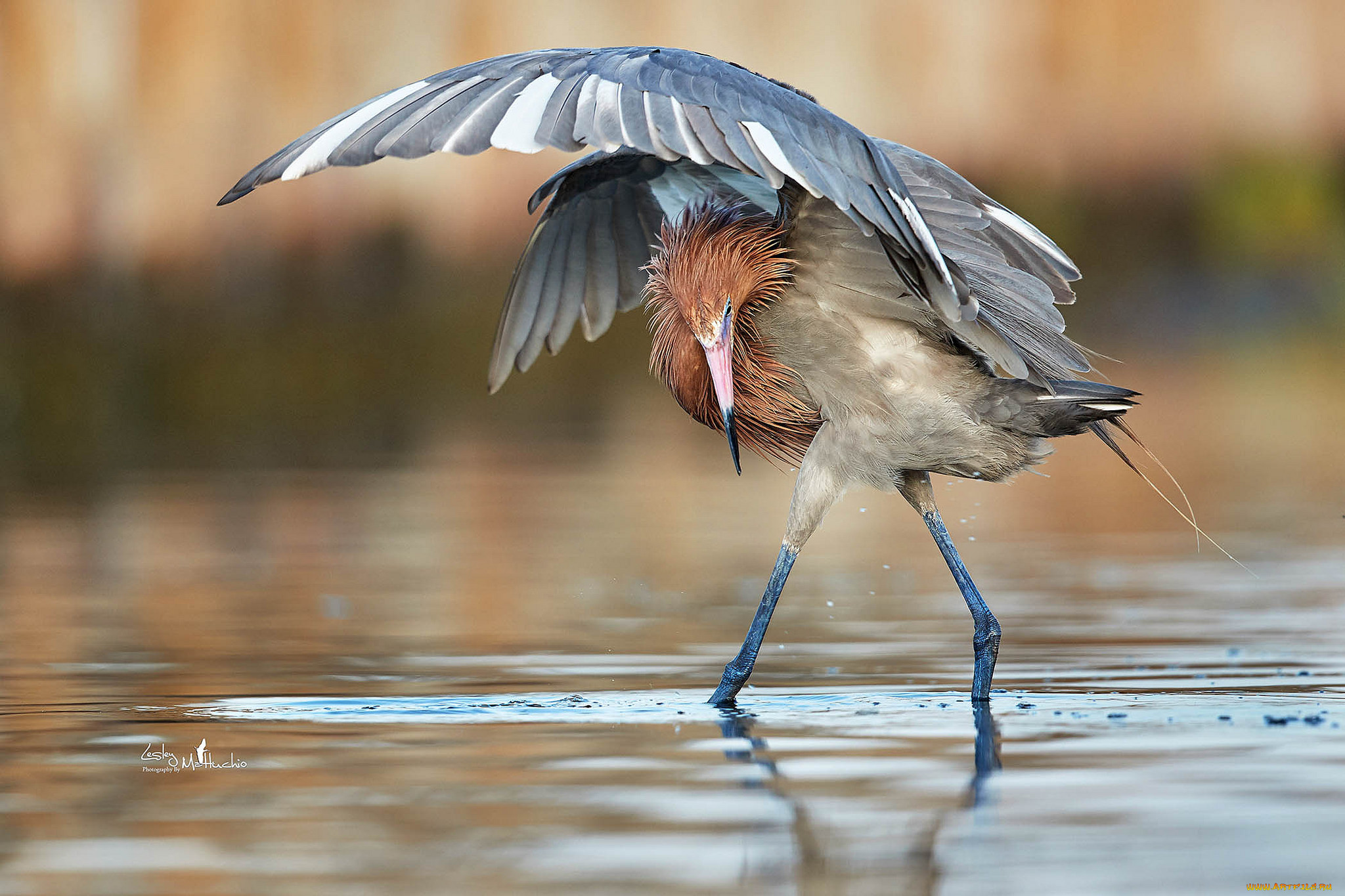 Птицы без. Голубоногая цапля. Reddish Egret птица. Птица без перьев. Ноги птиц.